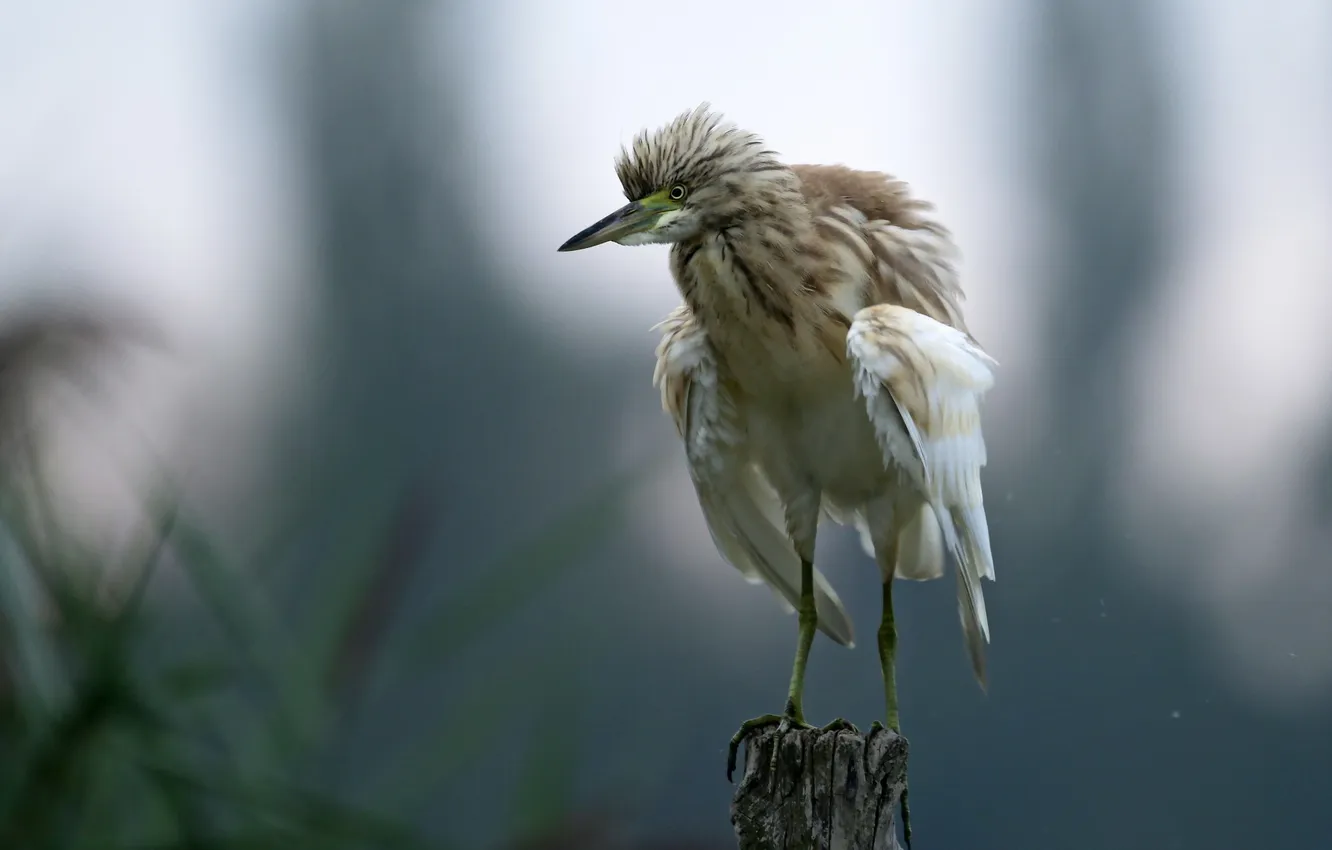 Photo wallpaper nature, background, bird