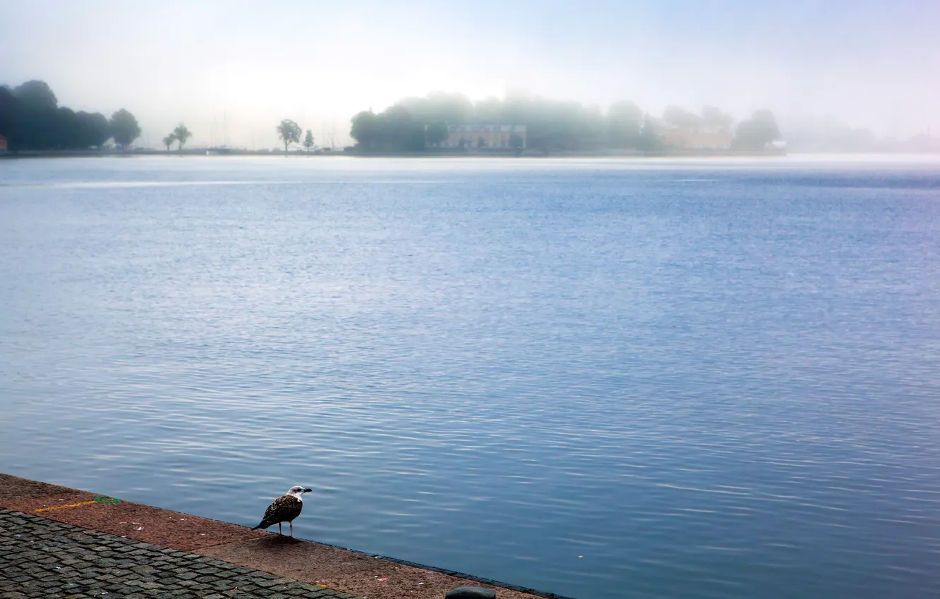 Photo wallpaper the city, fog, river, bird