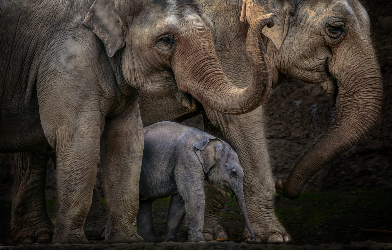 Photo wallpaper elephant, family, large, trunk, elephant