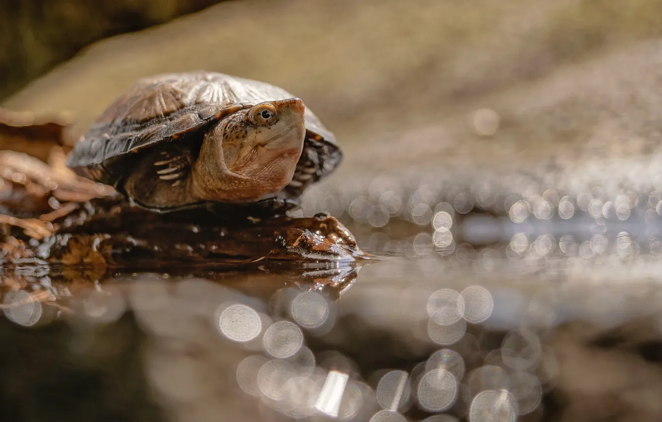 Photo wallpaper water, nature, turtle