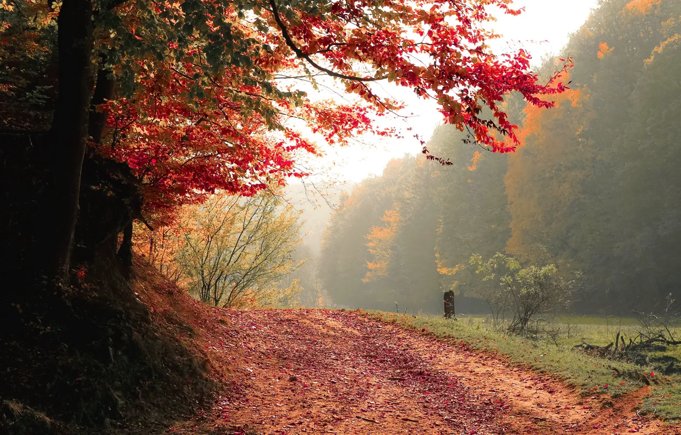 Photo wallpaper road, autumn, forest, trees, nature, fog