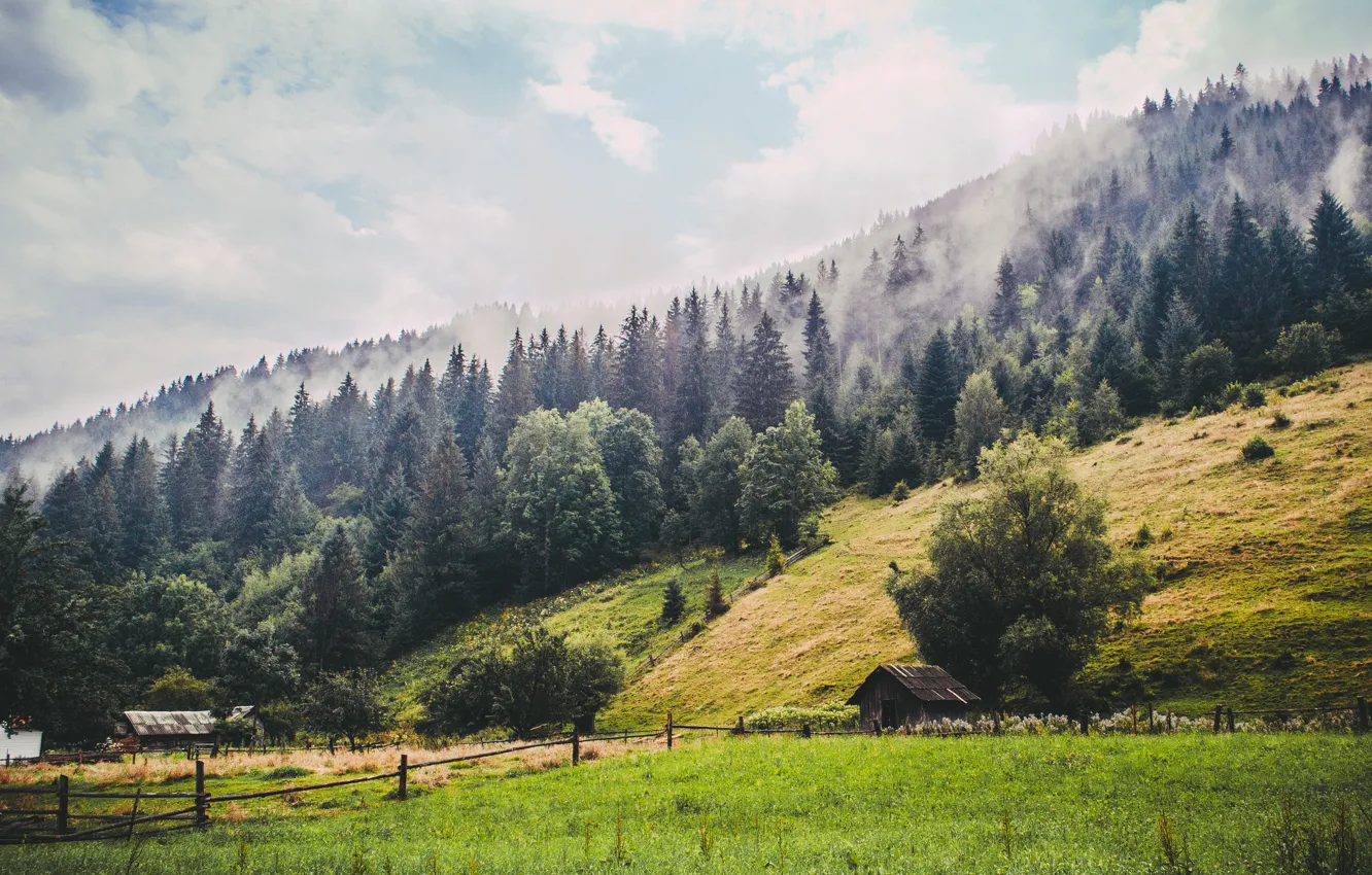 Photo wallpaper forest, mountains, fog, Ukraine, Carpathians