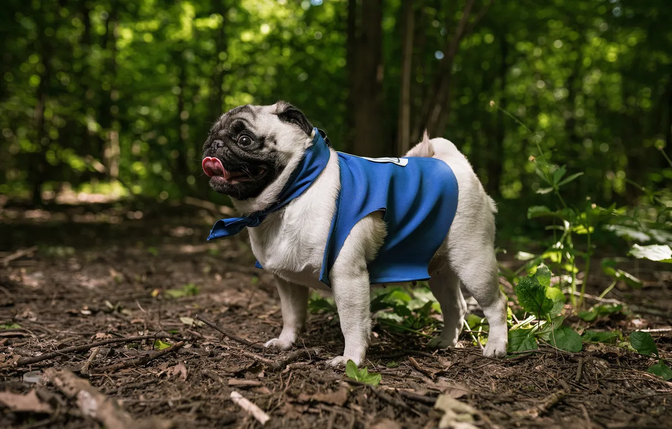 Photo wallpaper dog, Naruto, Naruto, cosplay, Kakashi Hatake's dog