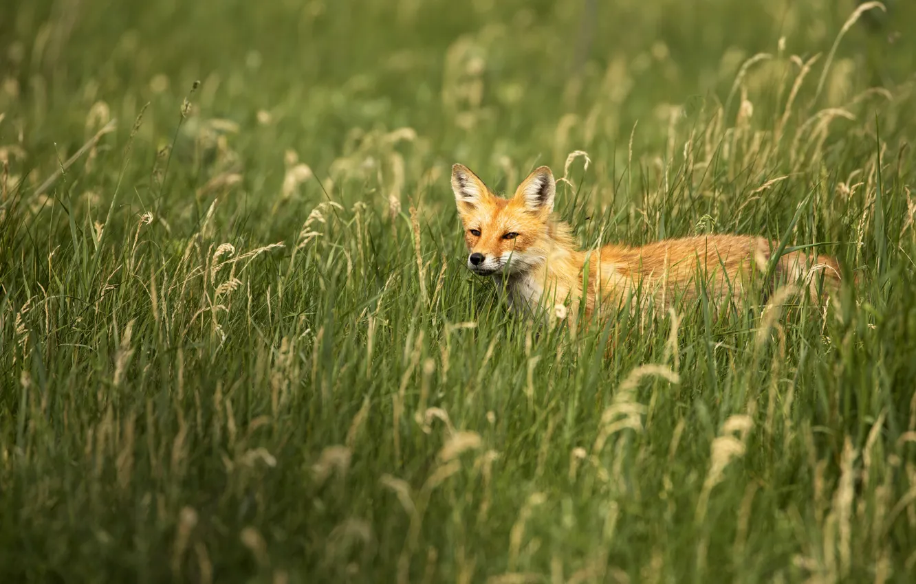 Photo wallpaper field, grass, Fox