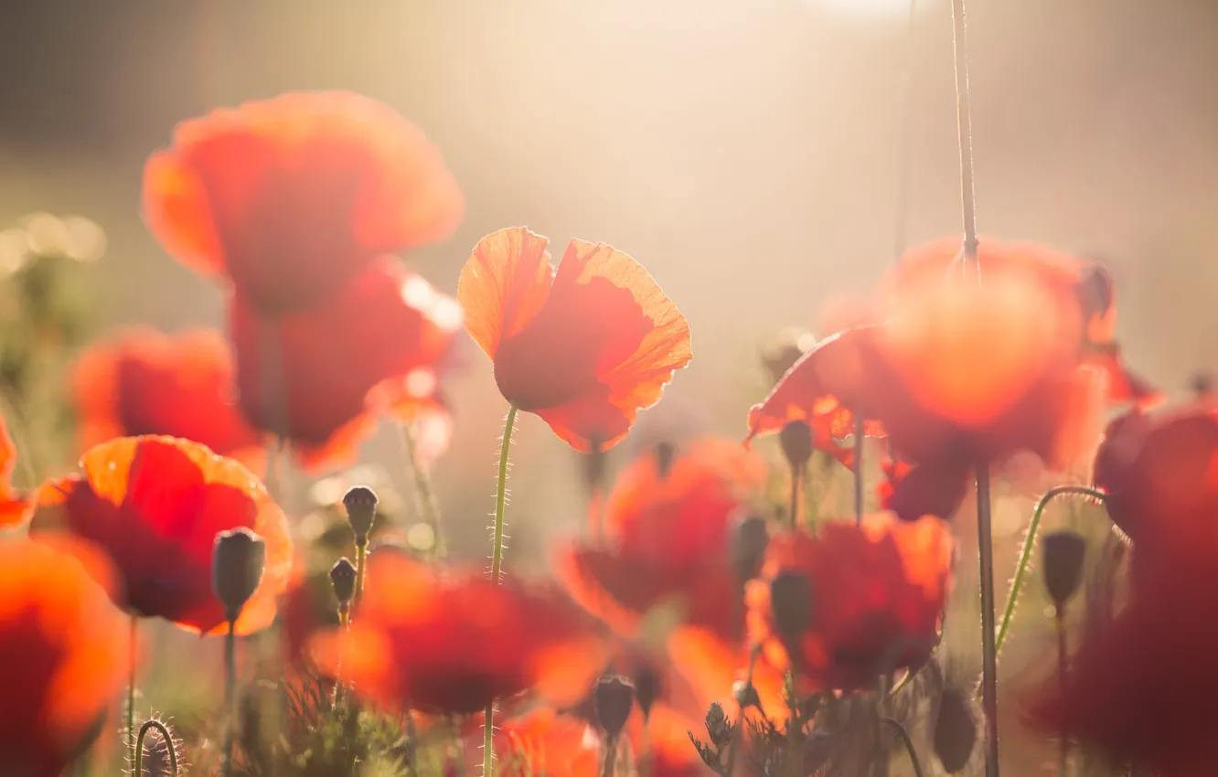 Photo wallpaper light, flowers, Maki