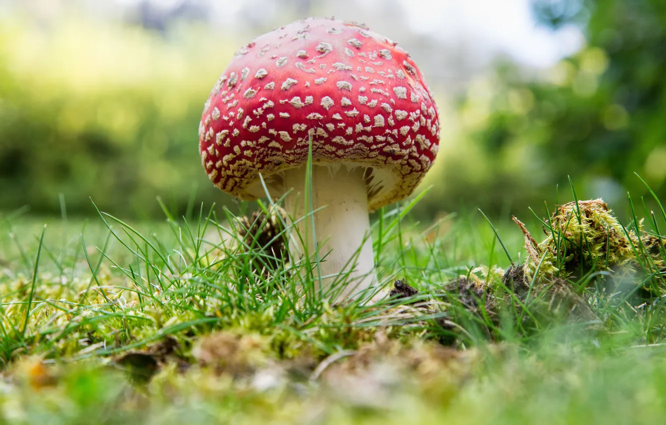 Photo wallpaper grass, macro, mushroom, mushroom