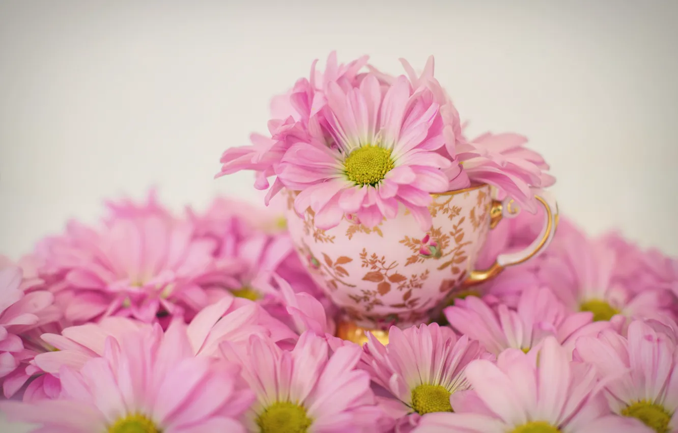 Photo wallpaper flowers, Cup, pink, Daisy