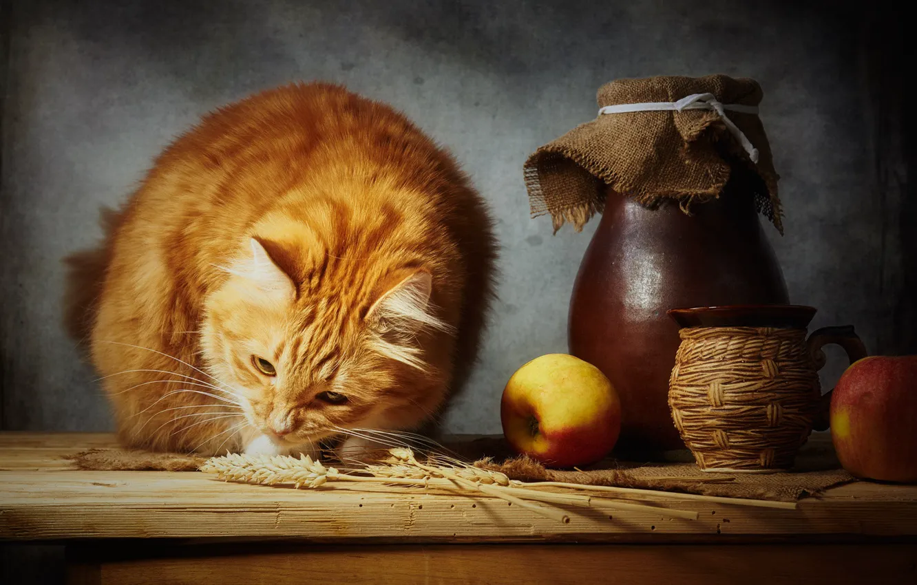 Photo wallpaper wheat, cat, cat, look, face, light, pose, the dark background