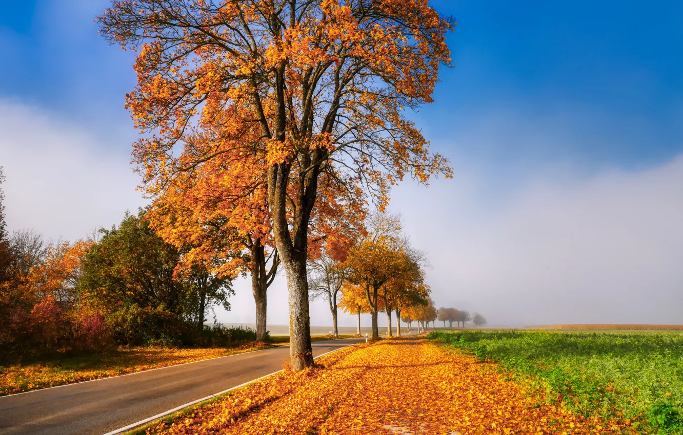 Photo wallpaper road, field, autumn, trees, alley