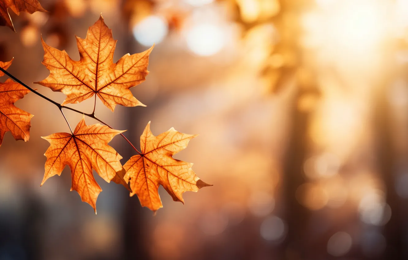 Photo wallpaper autumn, leaves, Park, background, forest, maple, park, background
