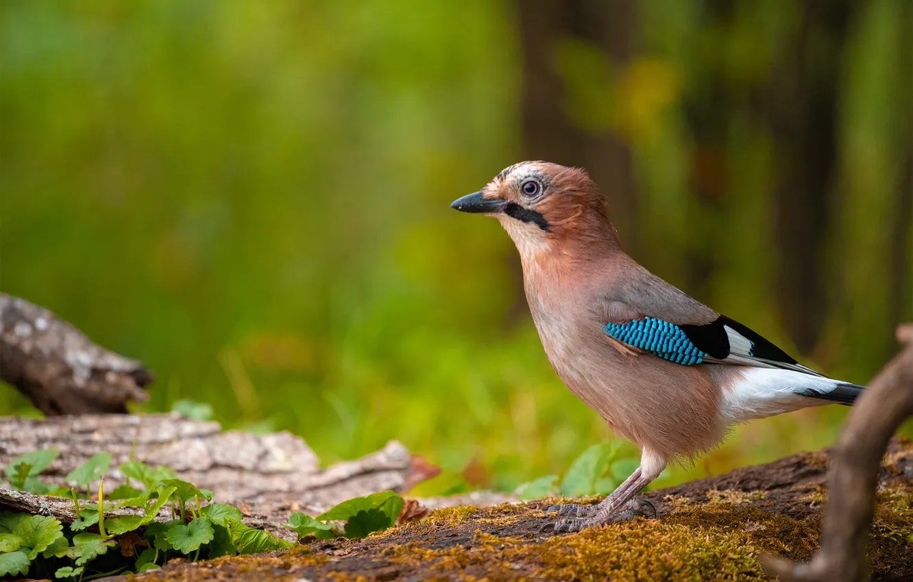 Photo wallpaper blurred background, Dmitry Chudinin, Autumn jay