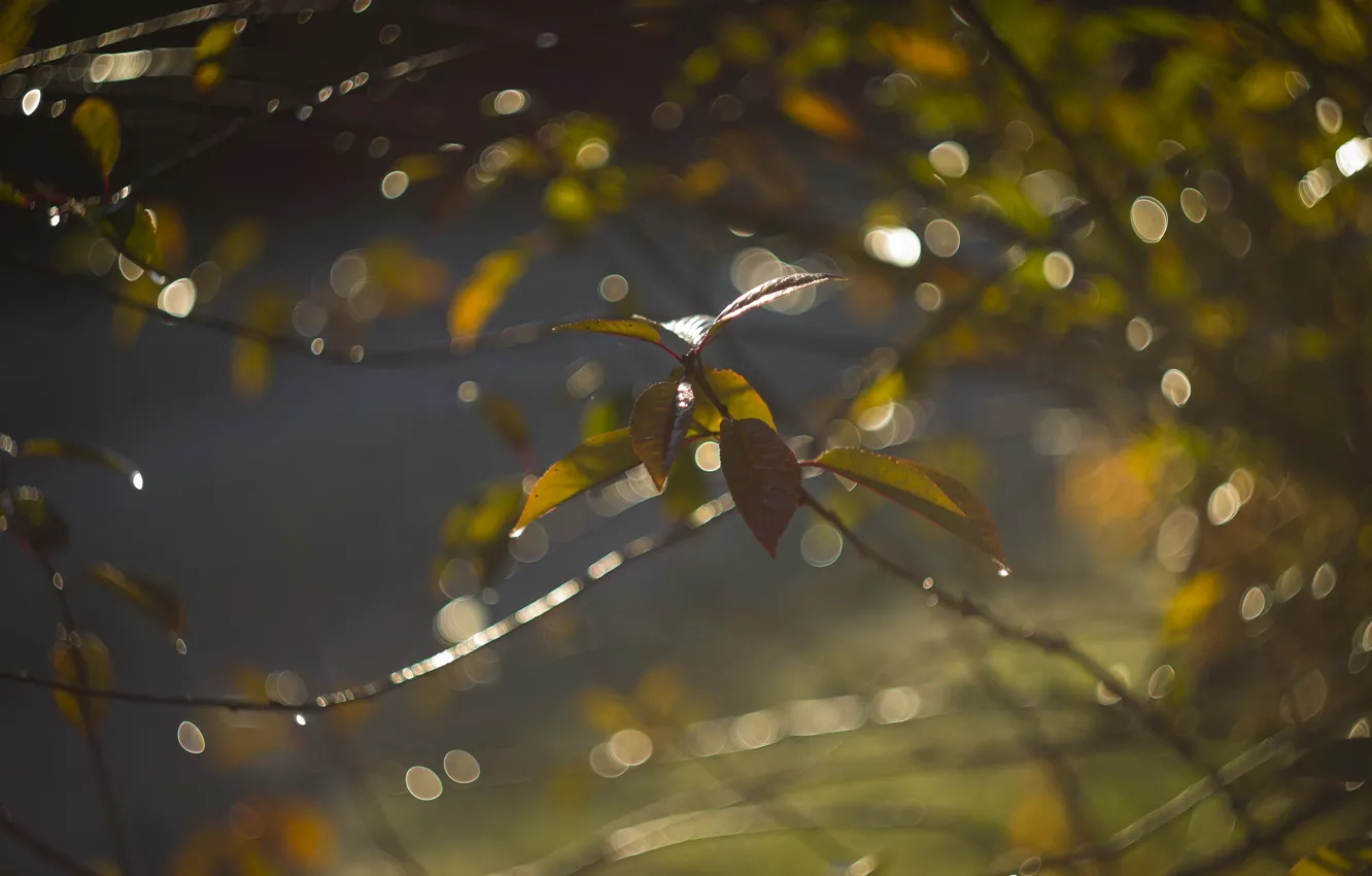 Photo wallpaper autumn, light, branches, glare, blur, beautiful, bokeh, autumn leaves