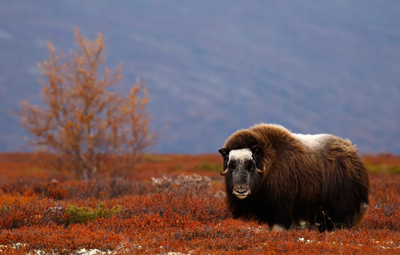 Photo wallpaper field, autumn, trees, bull, musk ox