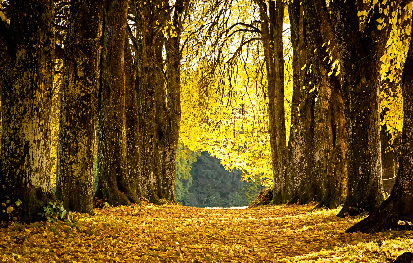 Photo wallpaper autumn, leaves, yellow, Park, alley, fallen