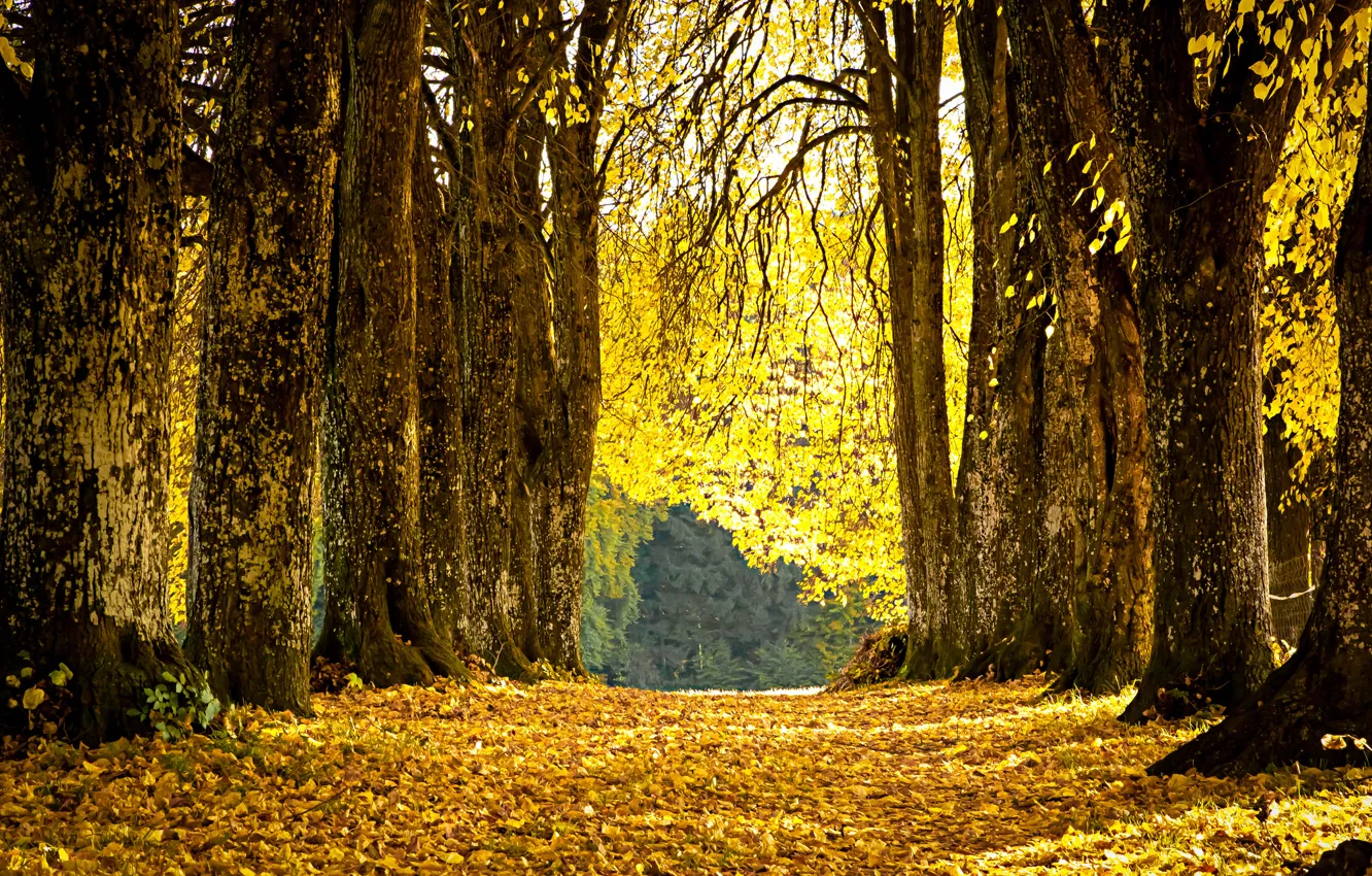 Photo wallpaper autumn, leaves, Park, yellow, alley, fallen