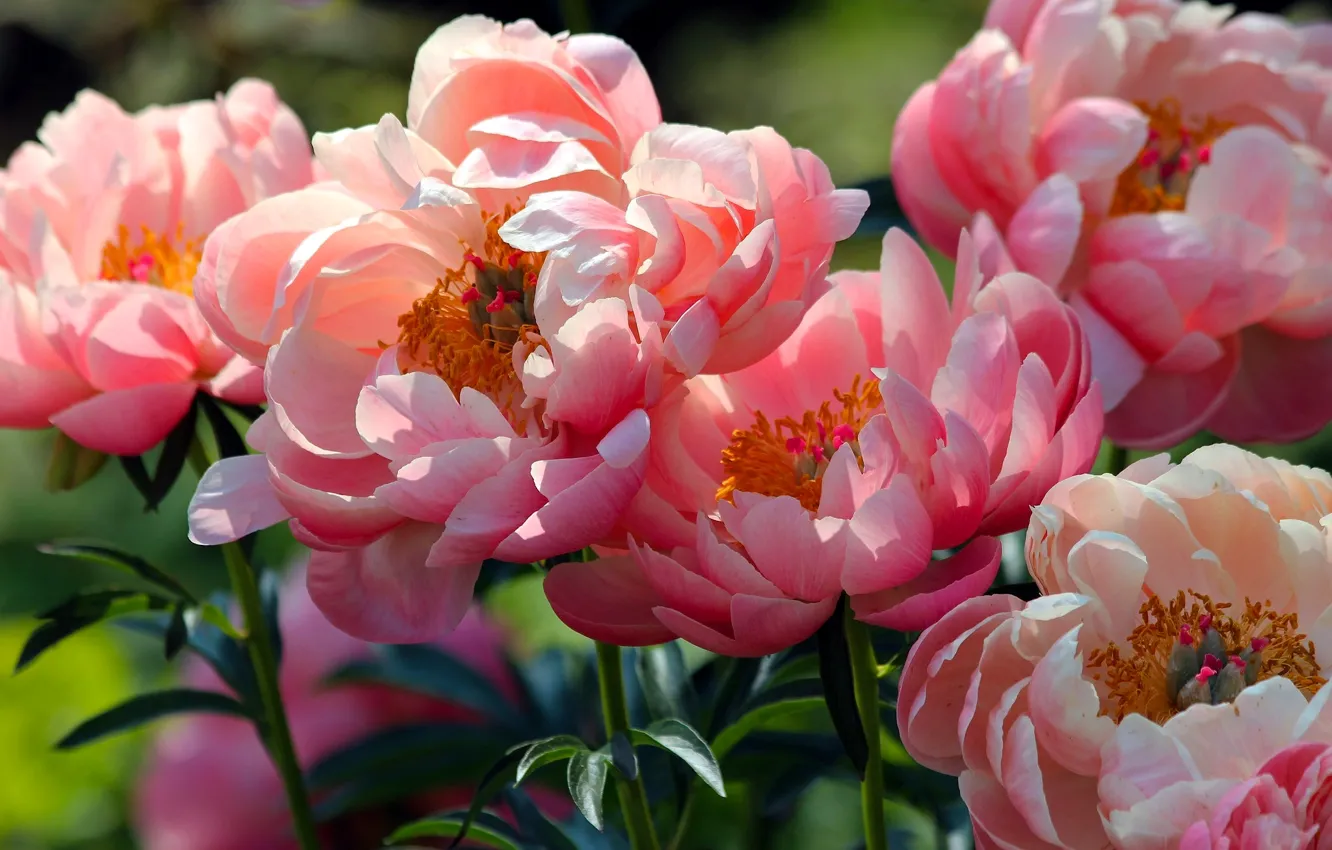 Photo wallpaper macro, petals, peonies