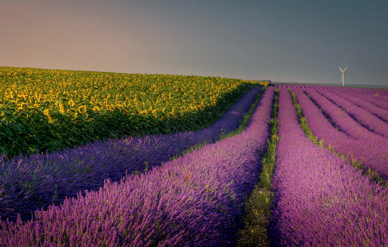 Photo wallpaper field, sunflowers, windmills, lavender, lavender field