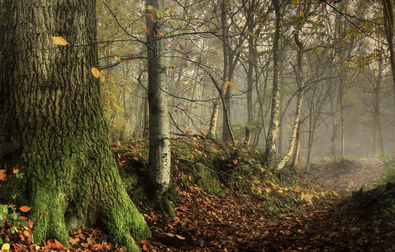 Photo wallpaper forest, trees, nature, trunk