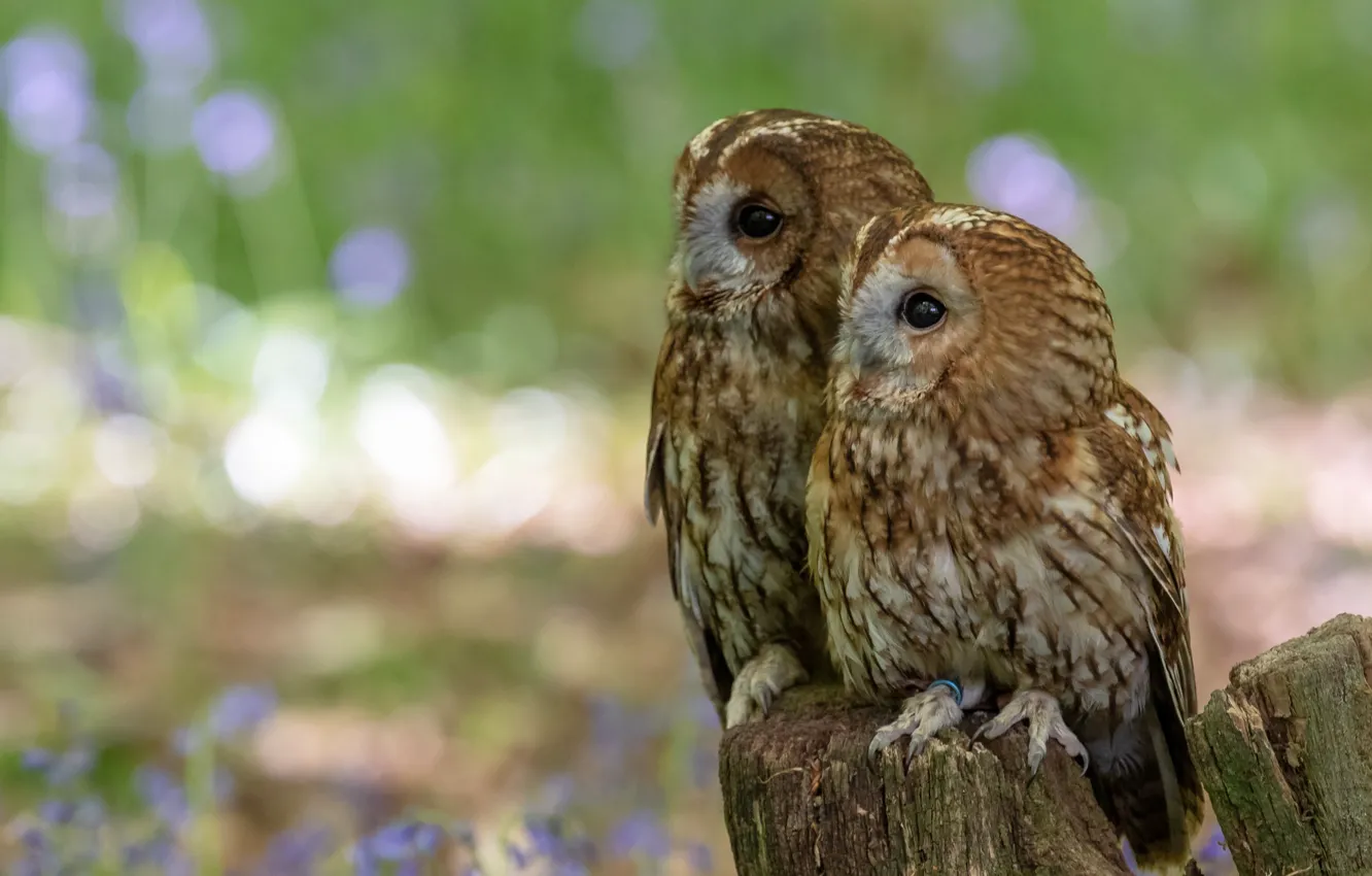 Photo wallpaper owl, bird, stump, a couple, bokeh, owl, two owls