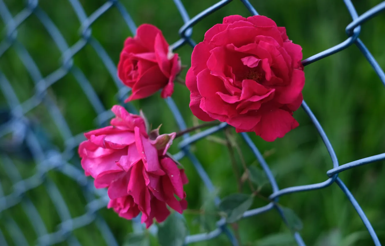 Photo wallpaper roses, trio, netting