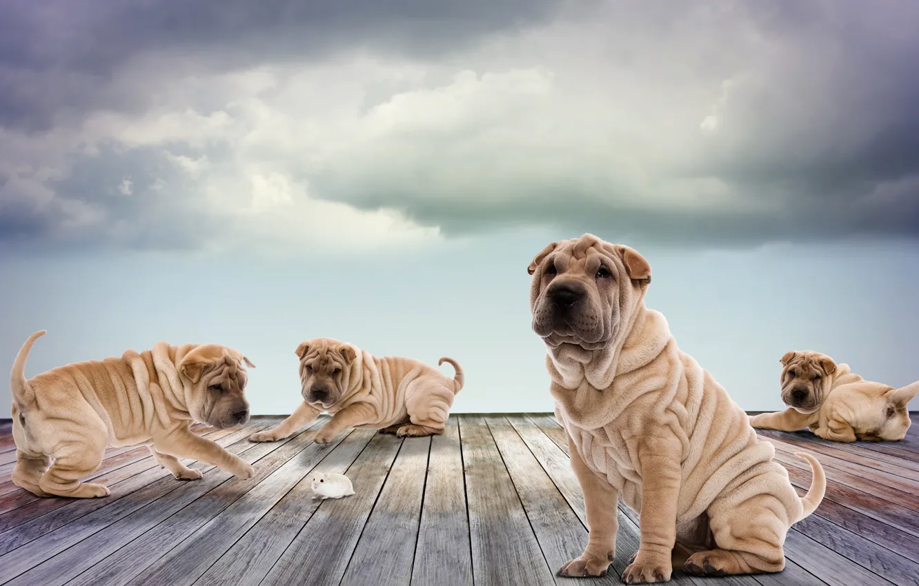 Photo wallpaper dogs, the sky, clouds, Board, photoshop, hamster, puppies, play