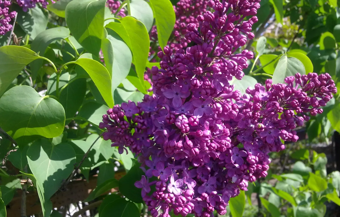 Photo wallpaper spring, may, blooms, lilac