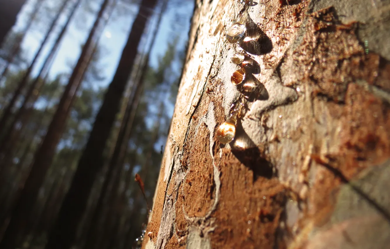 Photo wallpaper forest, the sun, trees, resin