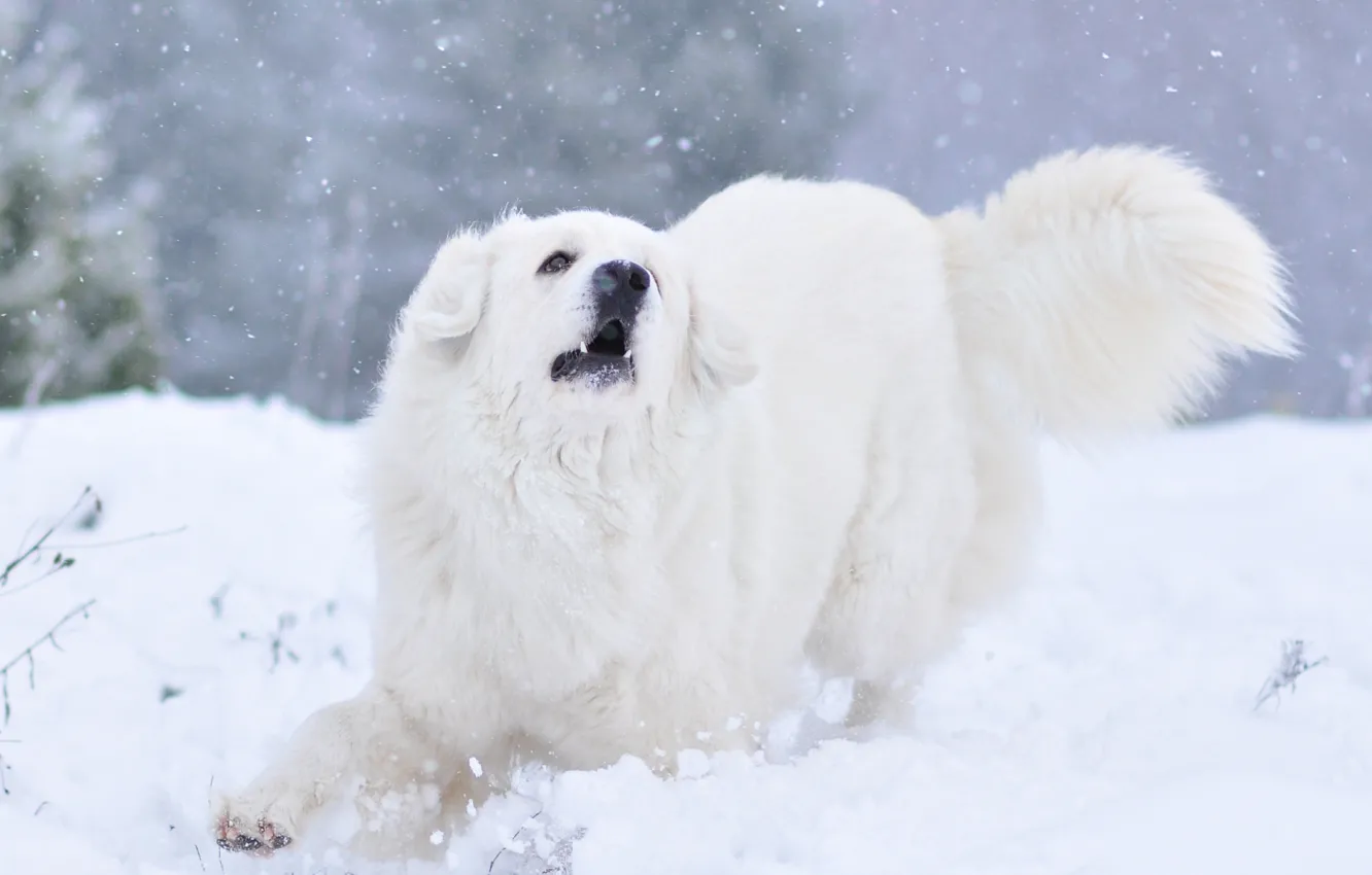 Photo wallpaper winter, snow, nature, animal, dog, shepherd