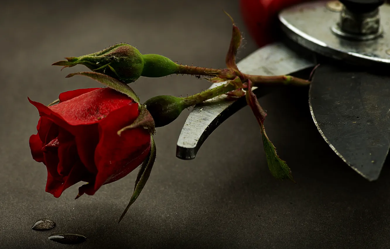 Photo wallpaper flowers, roses, pruner