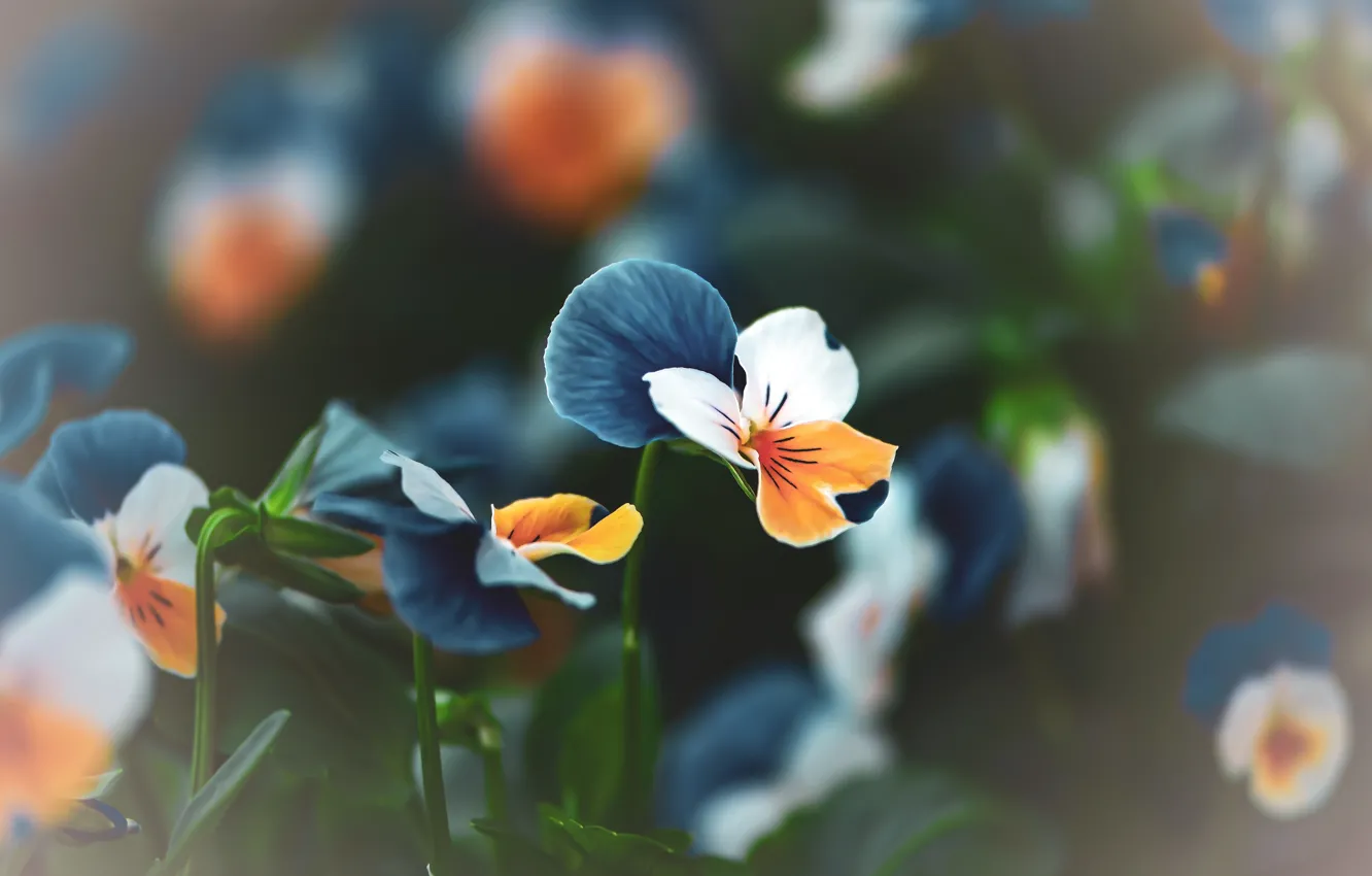 Photo wallpaper flowers, Pansy, bokeh, blurred background, viola, violet, blue with orange