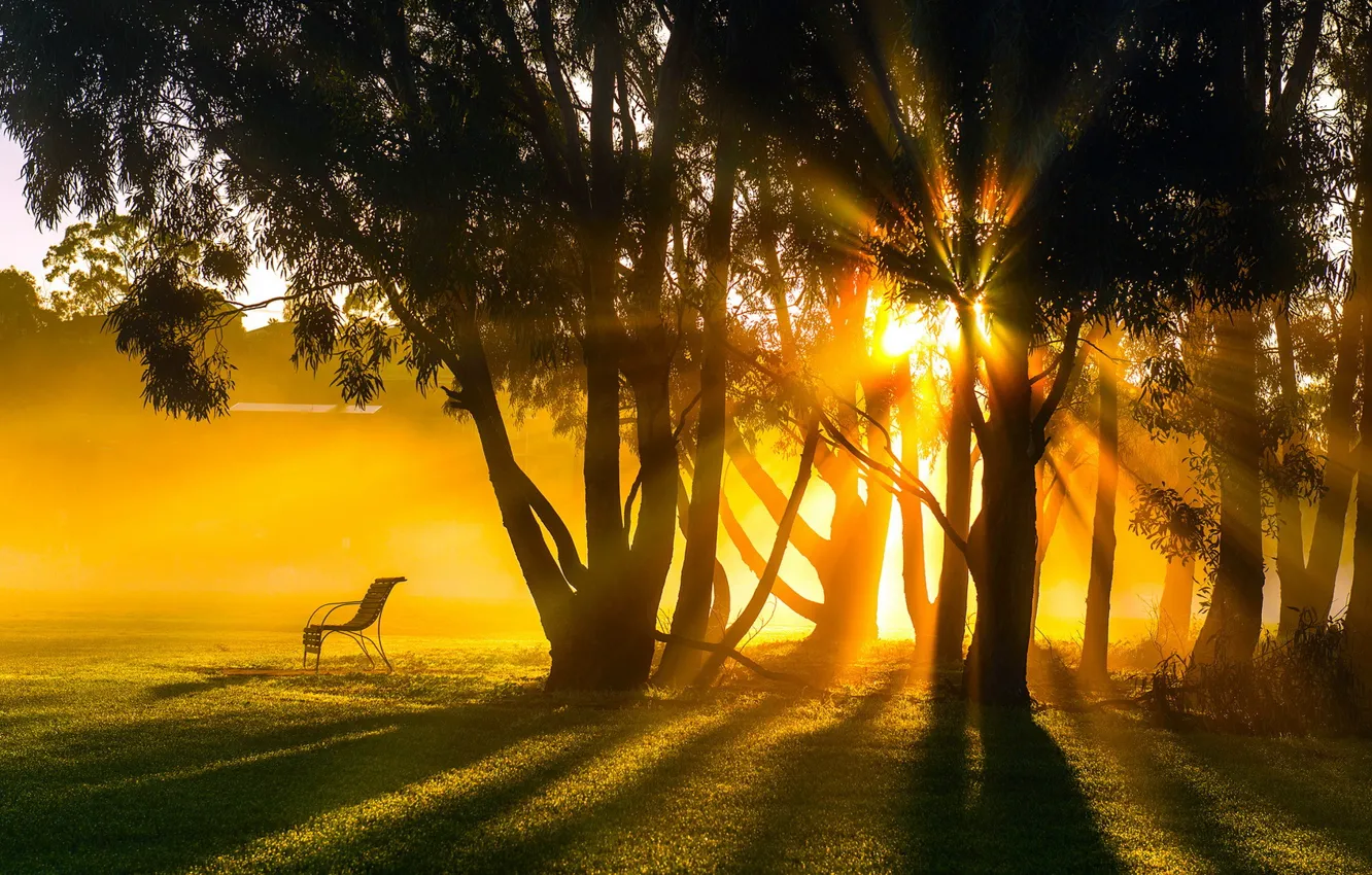 Photo wallpaper summer, light, trees, landscape, morning