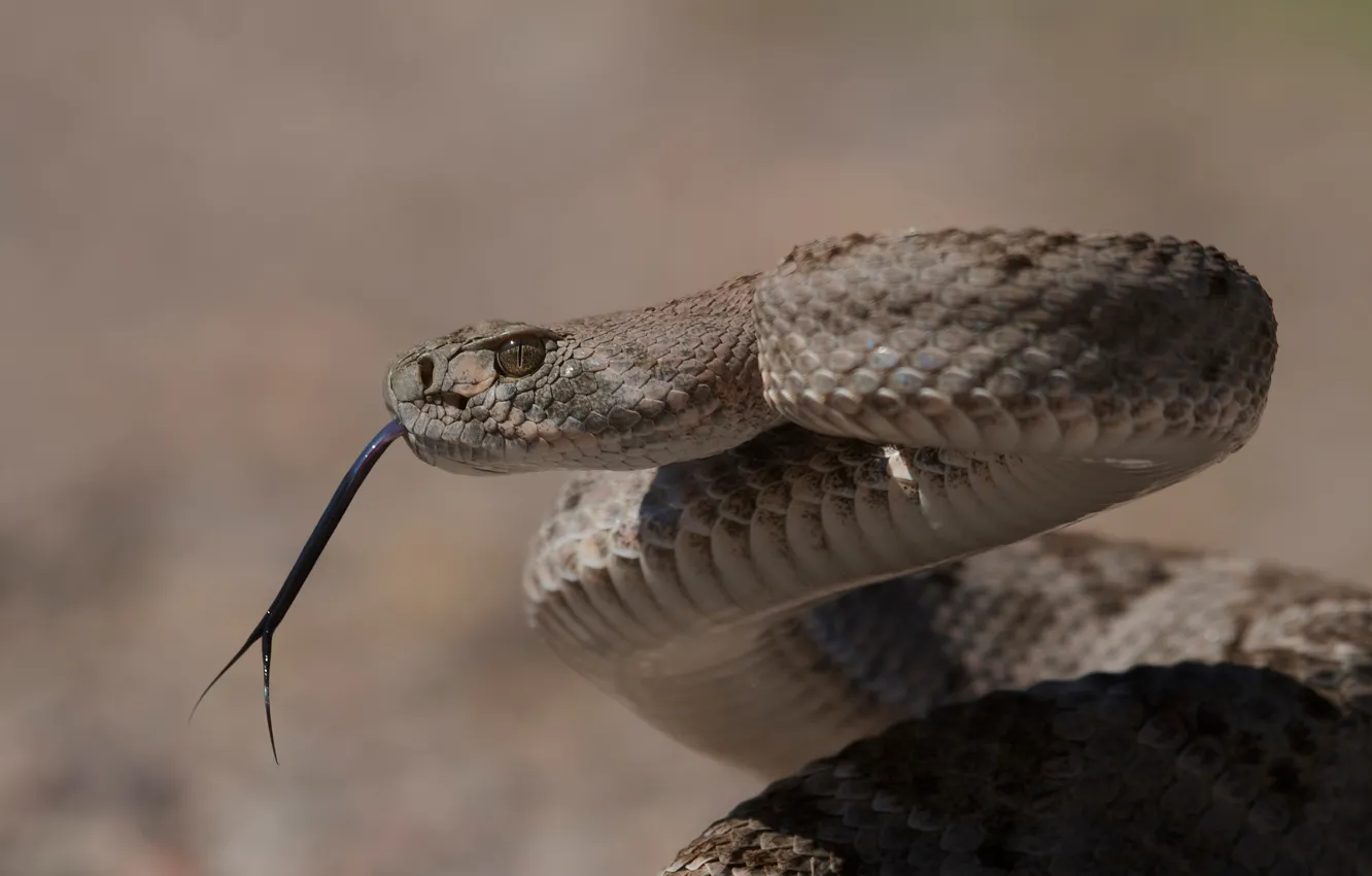 Photo wallpaper snake, poisonous, Texas Sidewinder, Western Diamondback