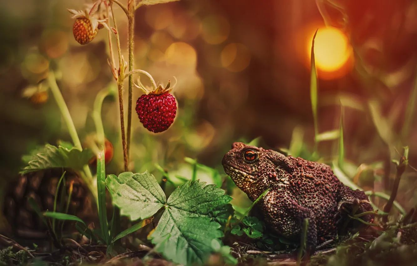 Photo wallpaper leaves, light, berries, frog, strawberries, toad, bokeh