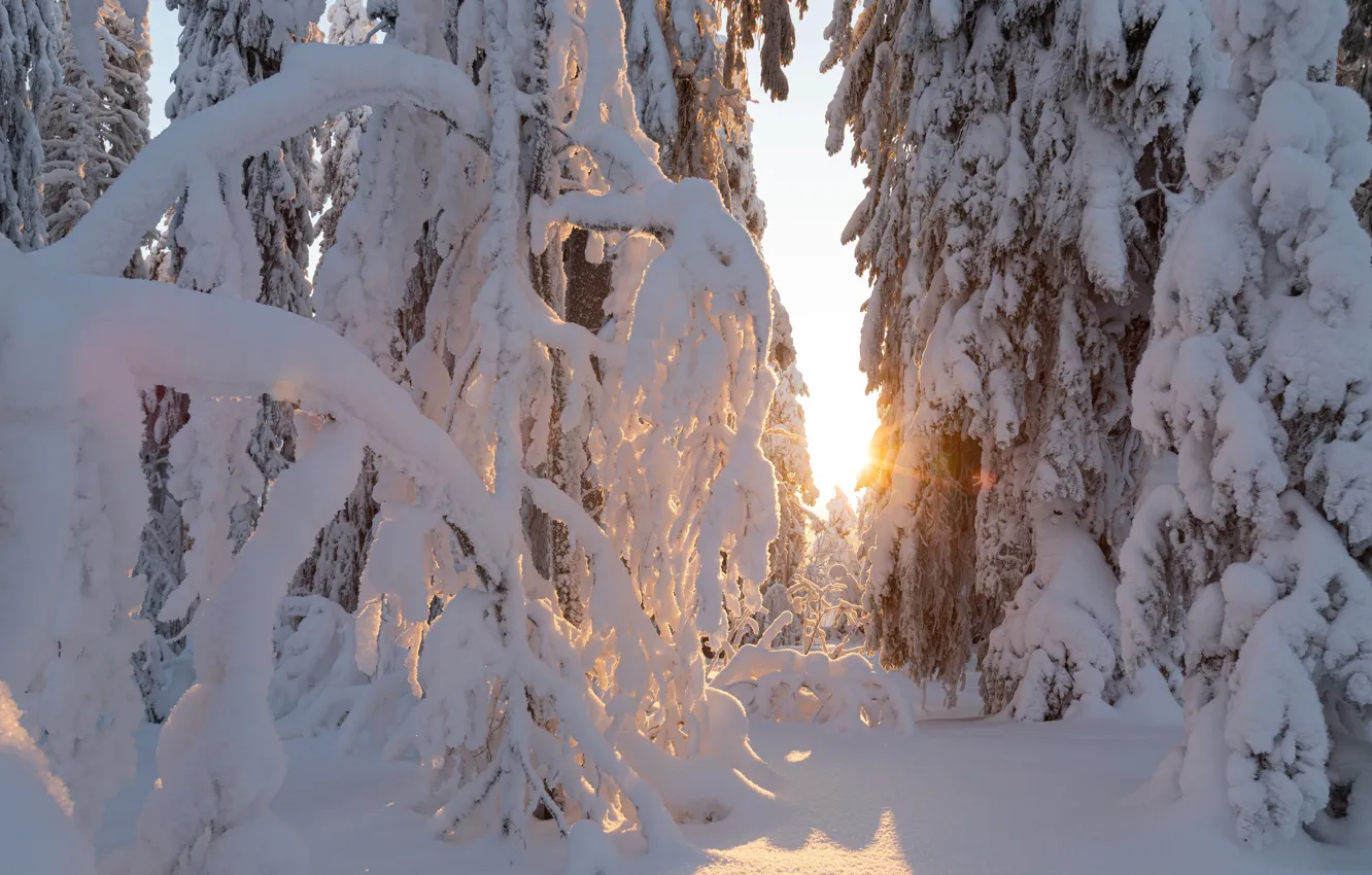 Photo wallpaper winter, forest, the sun, rays, light, snow, trees, nature