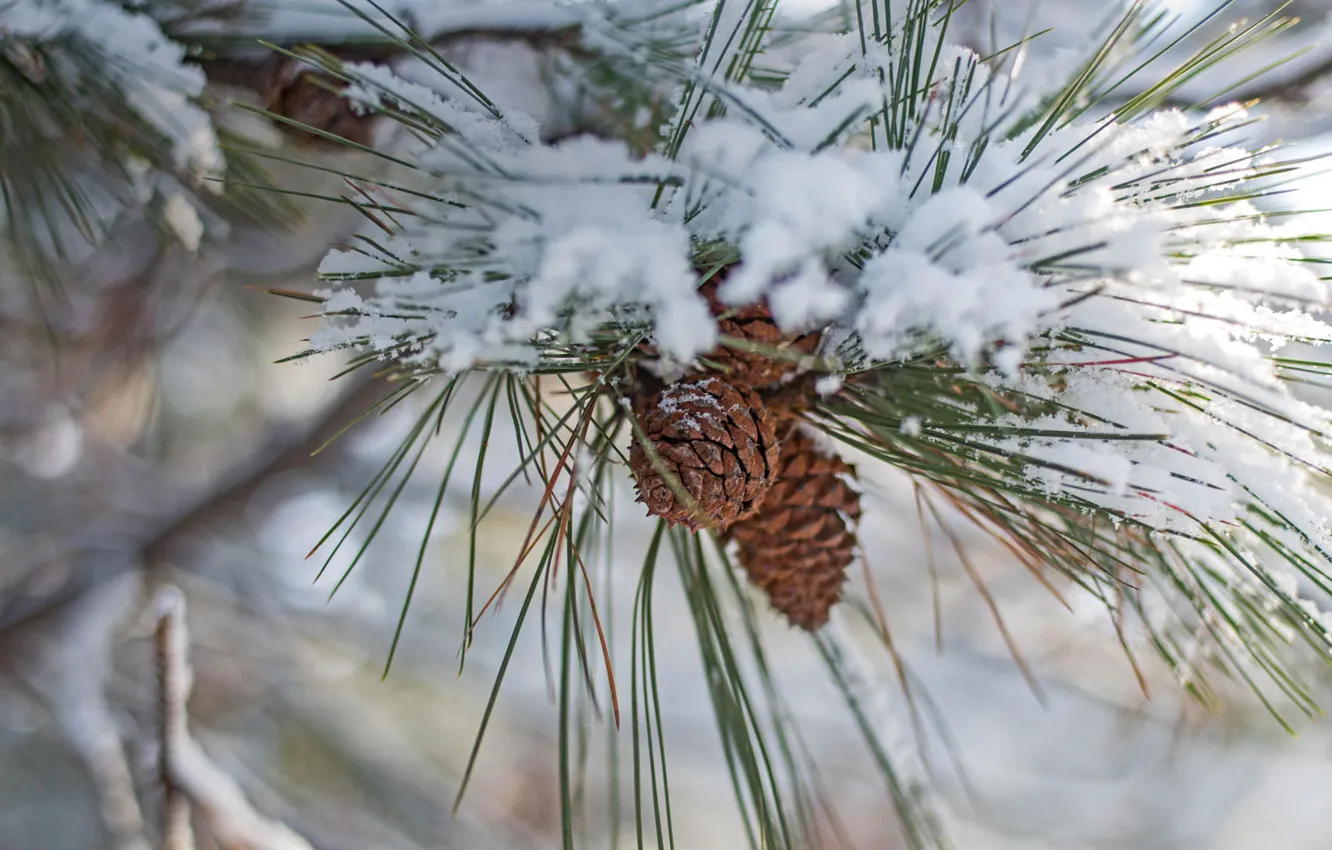 Photo wallpaper winter, snow, bump, pine
