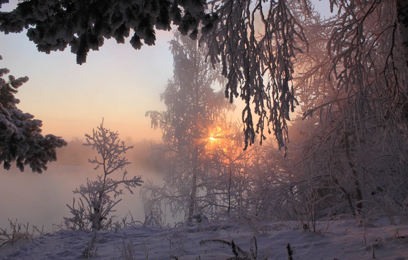 Photo wallpaper winter, forest, the sun, rays, snow, morning