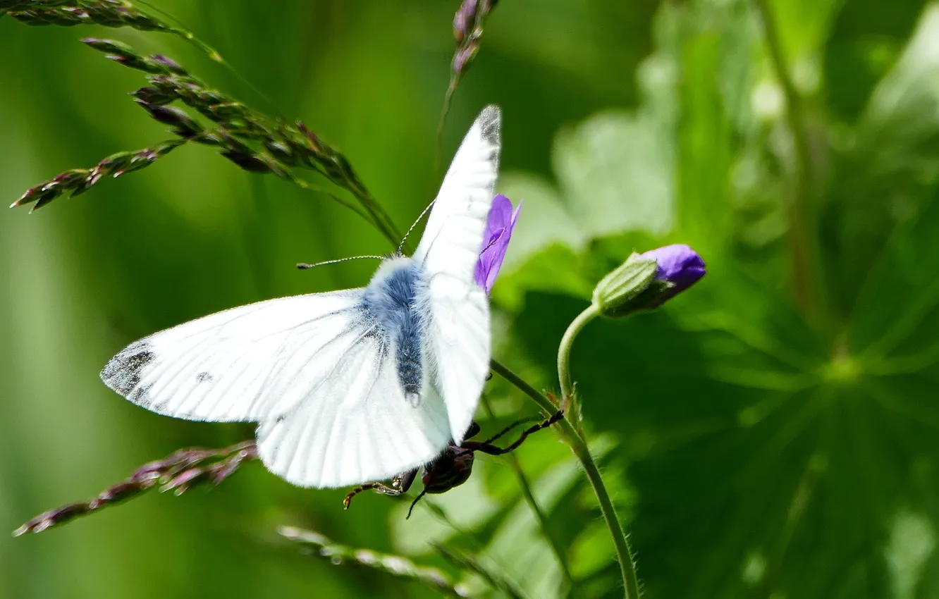 Photo wallpaper flowers, macro, butterfly, wings, beautiful, closeup