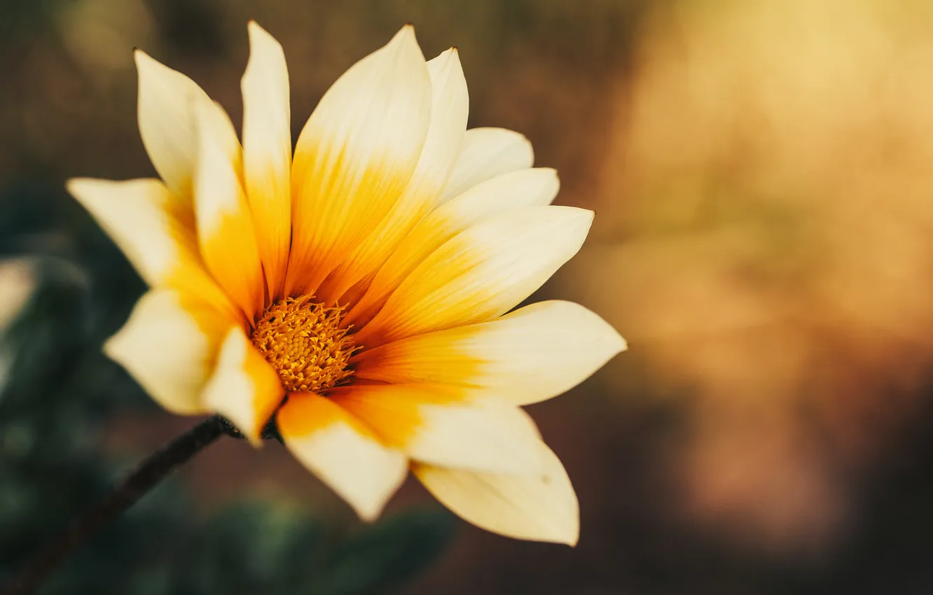 Photo wallpaper flowers, yellow, petals, white