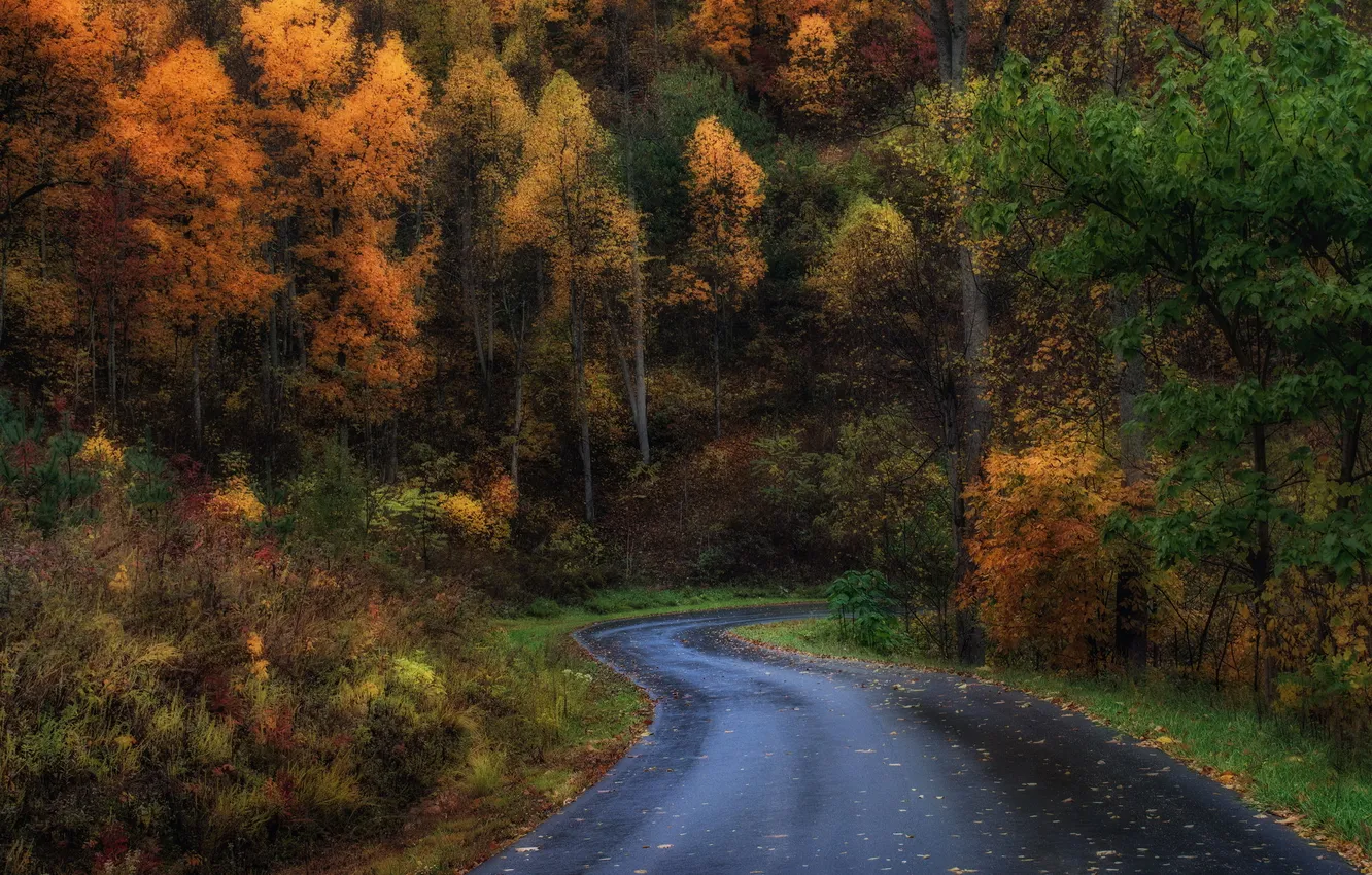 Photo wallpaper road, autumn, forest
