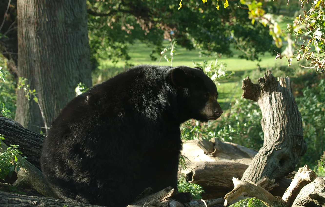 Photo wallpaper forest, trees, americanski, Black bear