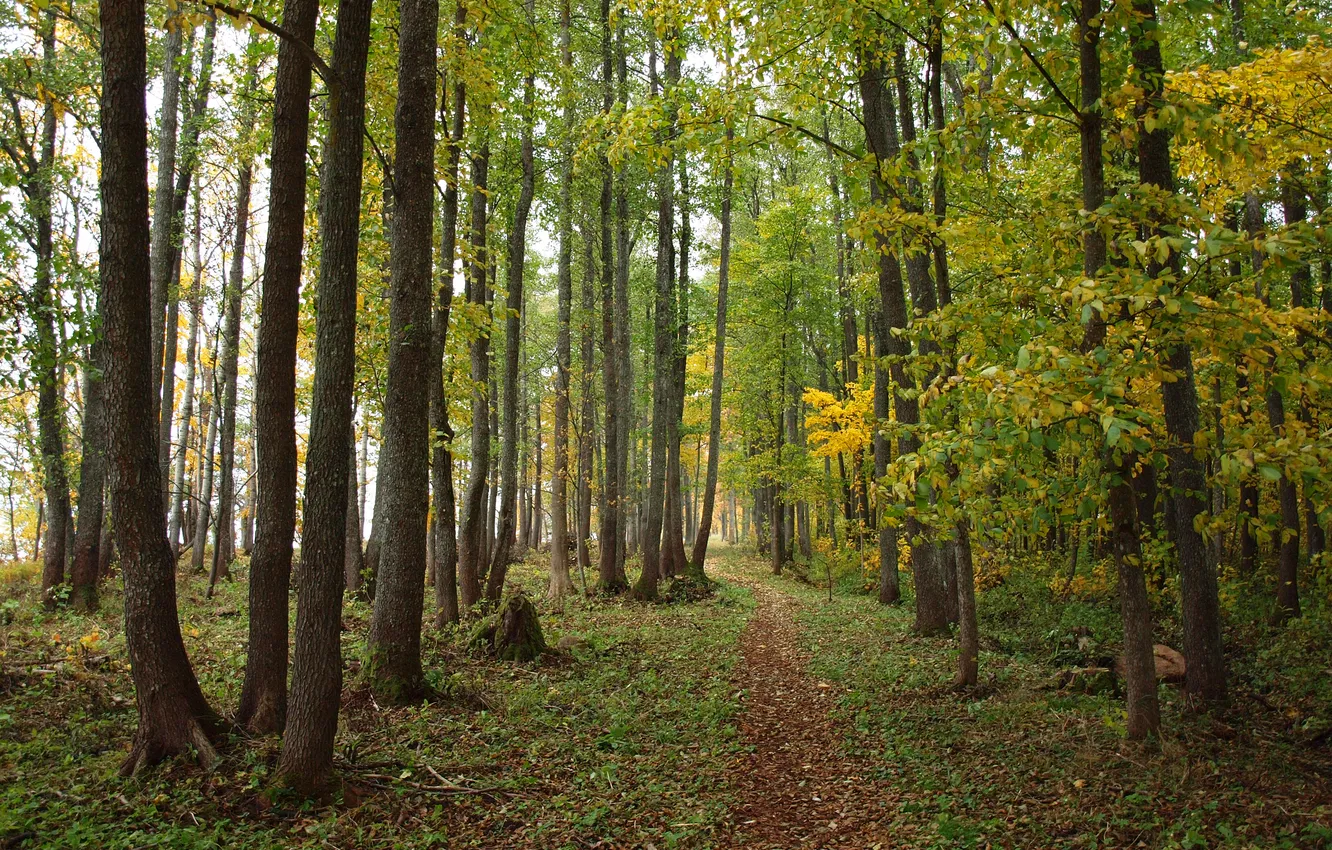 Photo wallpaper autumn, forest, leaves, trees, path
