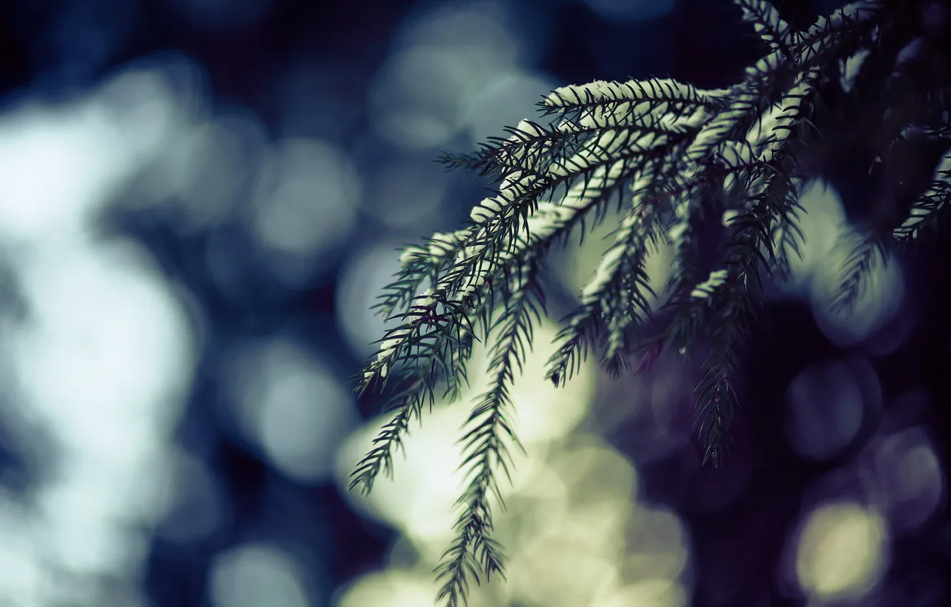 Photo wallpaper macro, branches, nature