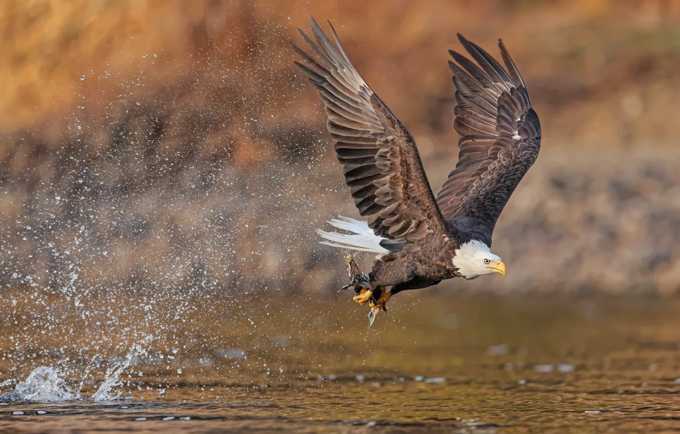 Photo wallpaper bird, fish, pond, predatory, mining, bald eagle, over the water, Flies