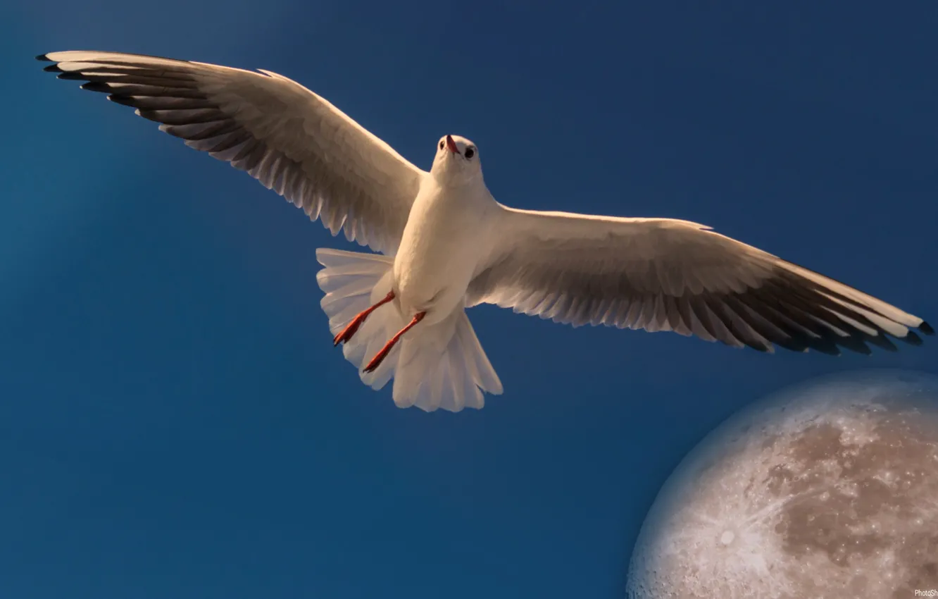 Photo wallpaper the sky, flight, the moon, seagulls