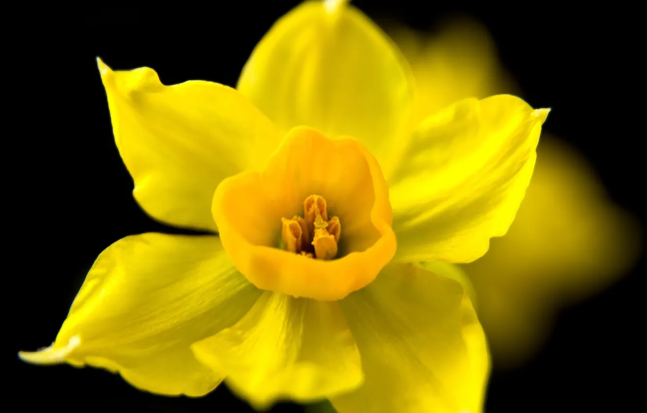 Photo wallpaper flower, macro, yellow, the dark background, spring, Narcissus