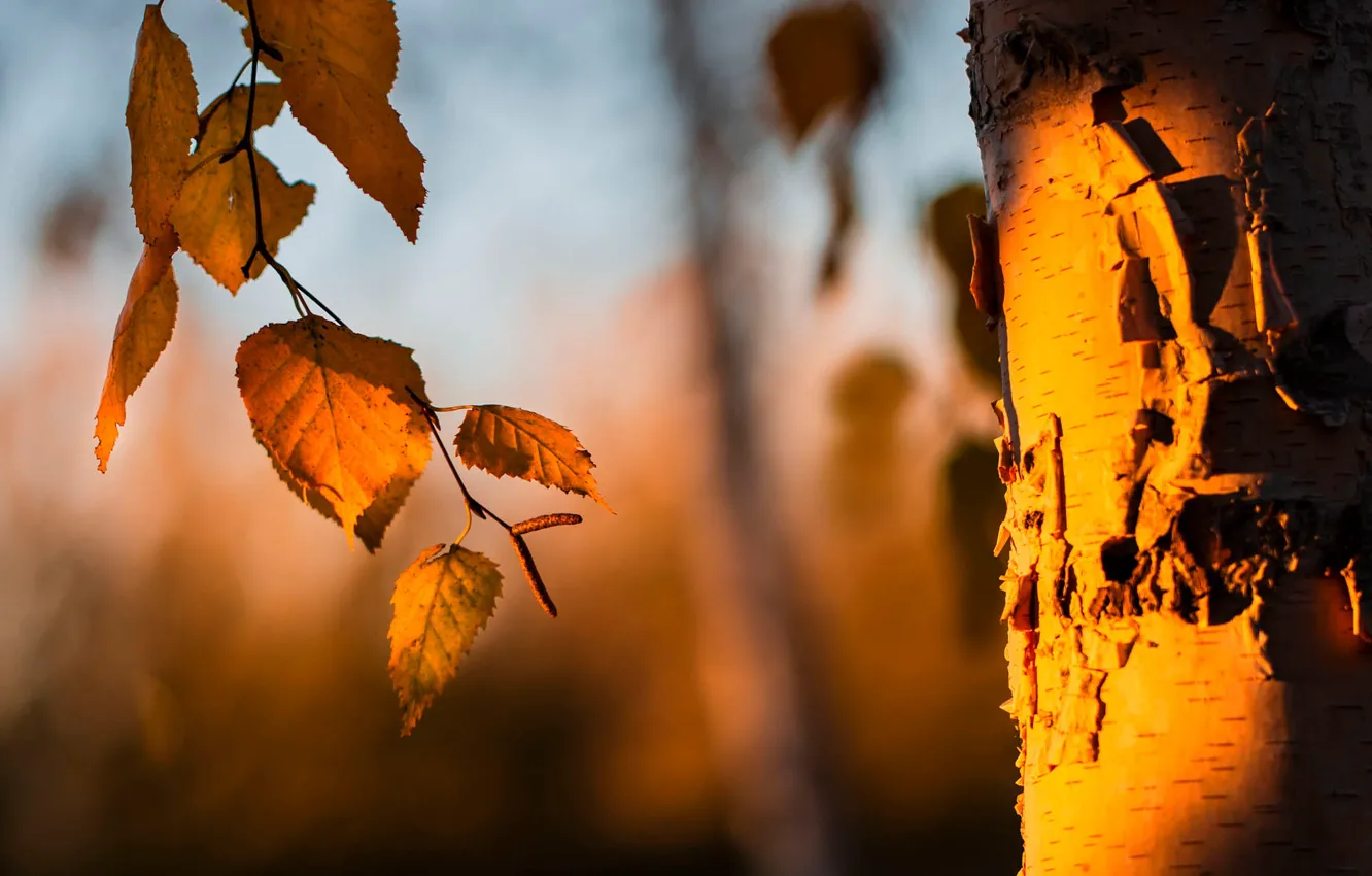 Photo wallpaper autumn, leaves, light, nature, background, tree, branch, trunk