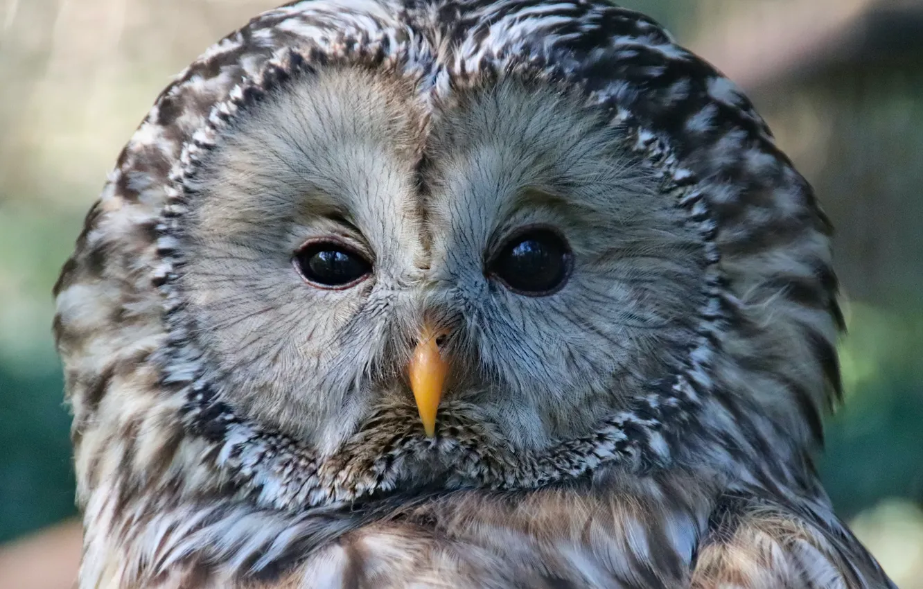 Photo wallpaper bird, animal, owl, Dusan Veverkolog