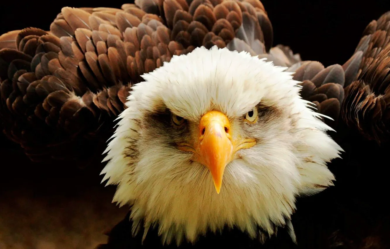 Photo wallpaper Eagle, bird, eyes, animal