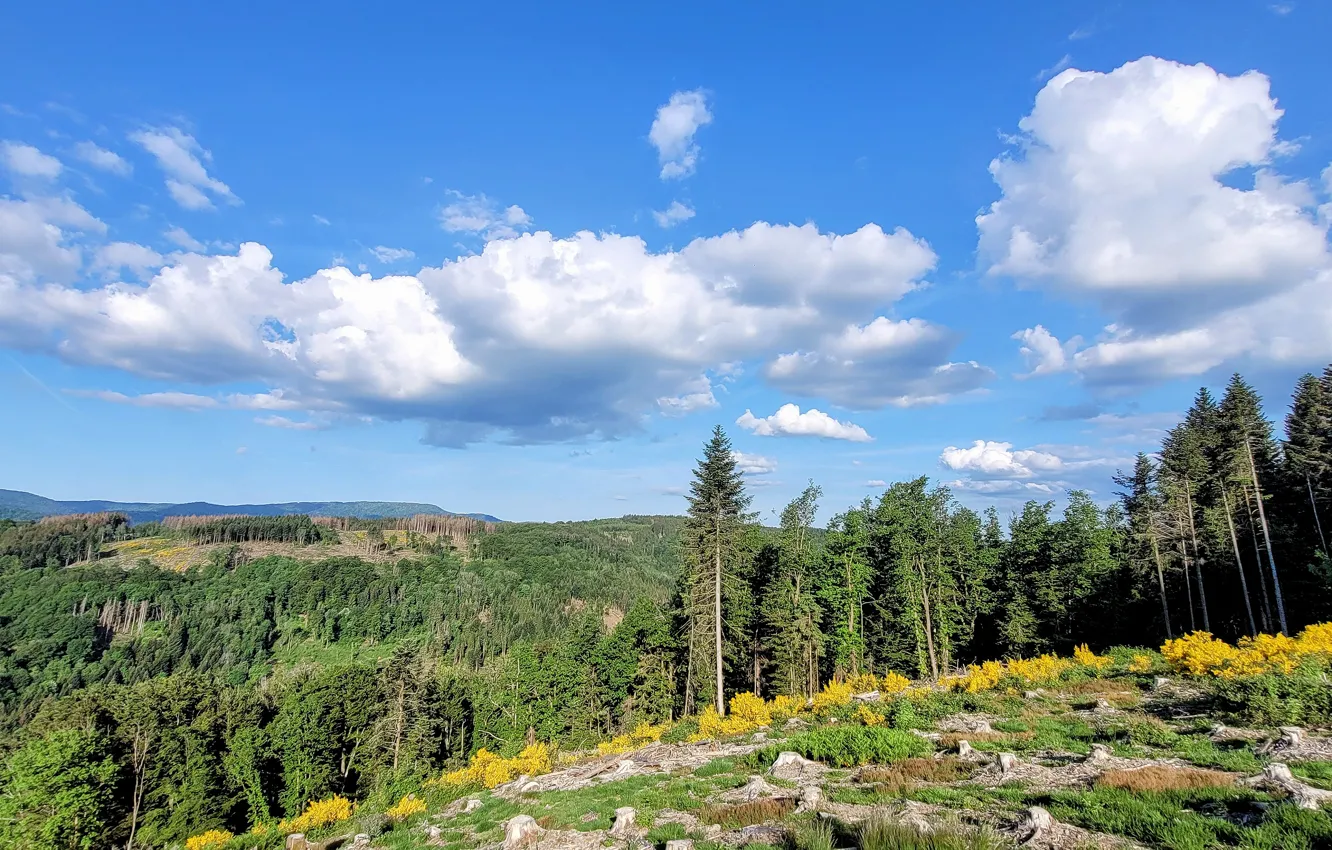 Photo wallpaper forest, clouds, mountains