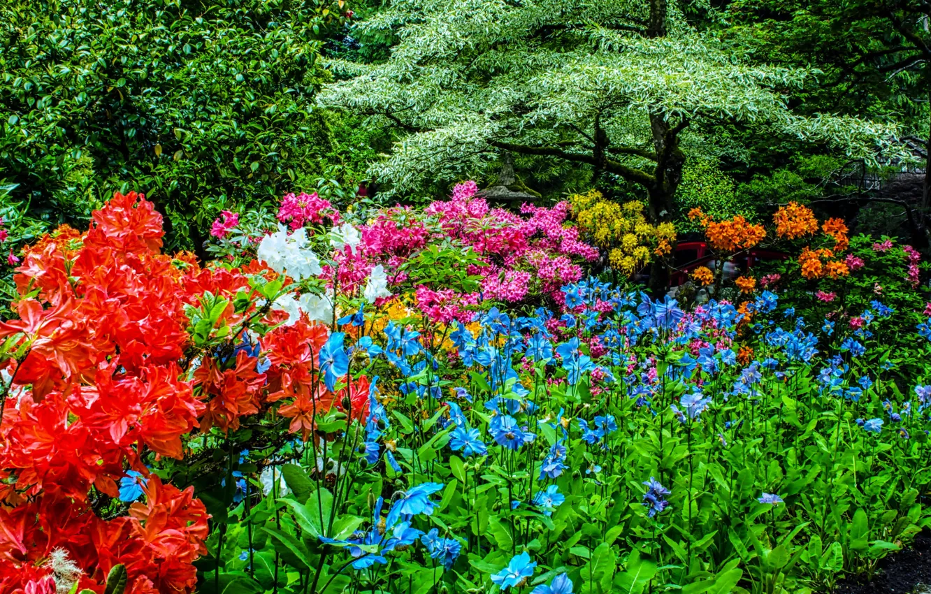 Photo wallpaper greens, trees, flowers, garden, Canada, Sunny, colorful, the bushes